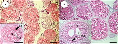 Effects of 3,3’,4,4’,5-pentachlorobiphenyl on in vitro oocyte maturation in dusky tripletooth goby, Tridentiger obscurus: an implication of estrogenic potency